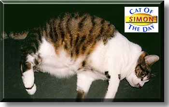 Simon, the Cat of the Day