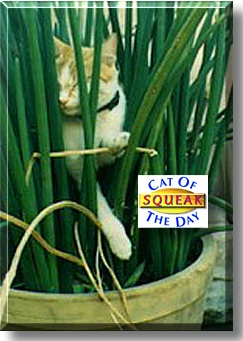 Squeak, the Cat of the Day