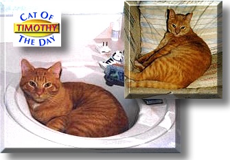 Timothy, the Cat of the Day