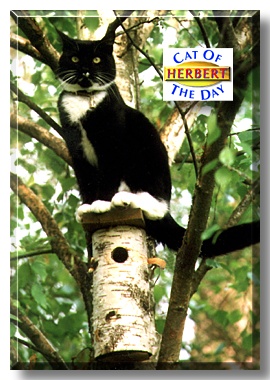 Herbert, the Cat of the Day