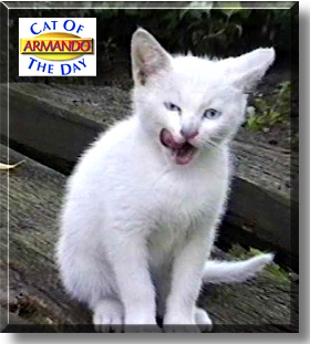 Armando, the Cat of the Day