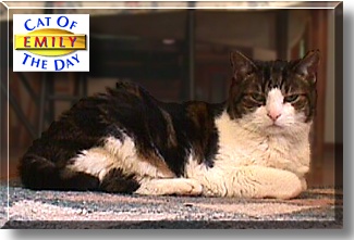 Emily, the Cat of the Day