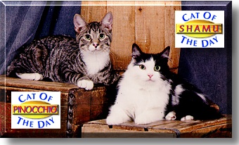 Shamu and Pinocchio, the Cat of the Day