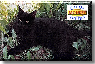 Monkey Kitty, the Cat of the Day