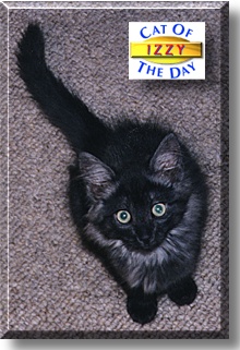 Izzy, the Cat of the Day