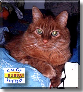 Bubba, the Cat of the Day