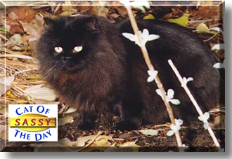 Sassy, the Cat of the Day