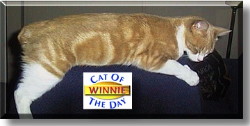 Winnie, the Cat of the Day