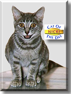 Nicki, the Cat of the Day