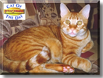 Little German, the Cat of the Day