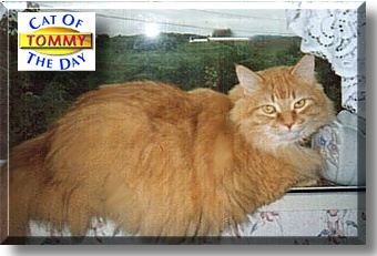 Tommy, the Cat of the Day