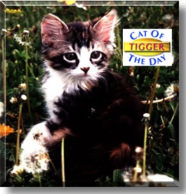 Tigger, the Cat of the Day