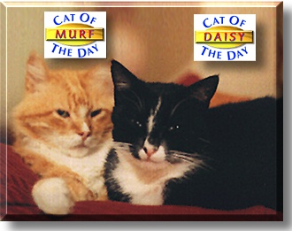 Murf, Daisy, the Cat of the Day