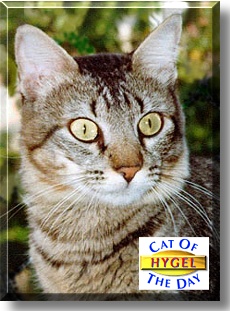 Hygel, the Cat of the Day
