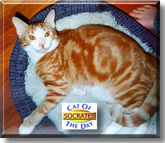 Socrates, the Cat of the Day