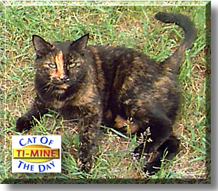 Ti-Mine, the Cat of the Day