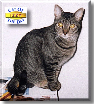 Izzybell Buttons, the Cat of the Day
