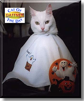 Daffney, the Cat of the Day