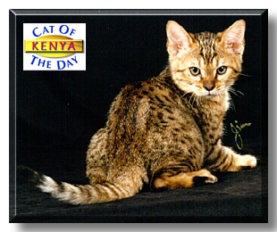 Kenya, the Cat of the Day