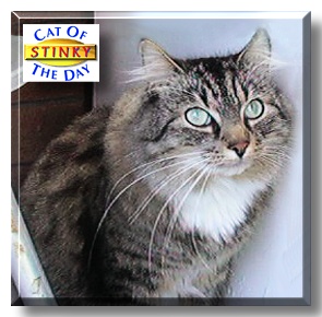 Stinky, the Cat of the Day