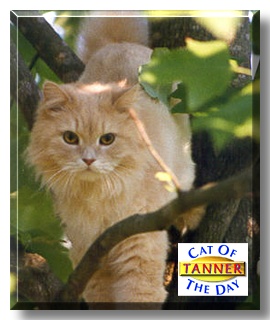 Tanner, the Cat of the Day