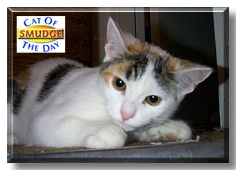 Smudge, the Cat of the Day