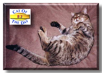 B2, the Cat of the Day
