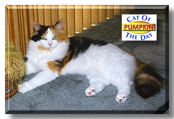 Pumpkin, the Cat of the Day