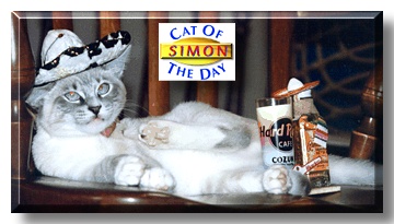Simon, the Cat of the Day
