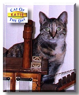 Katie, the Cat of the Day