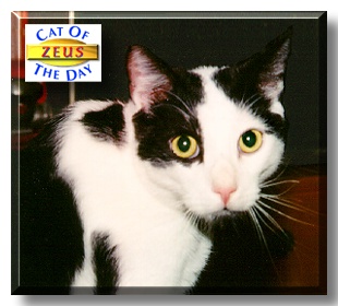 Zeus, the Cat of the Day