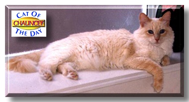 Chauncey, the Cat of the Day