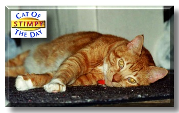 Stimpy, the Cat of the Day