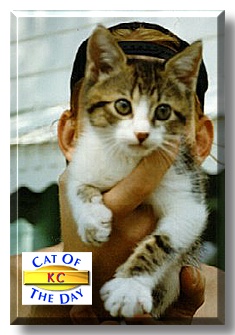 KC, the Cat of the Day