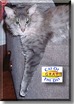 Gray, the Cat of the Day