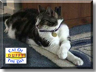 Duffy, the Cat of the Day