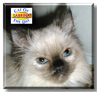 Sabrina, the Cat of the Day