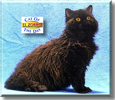 El Zorro the Great, the Cat of the Day