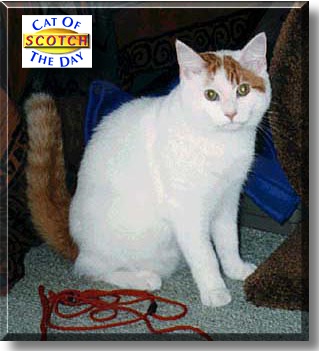 Scotch, the Cat of the Day