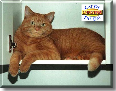 Christina, the Cat of the Day