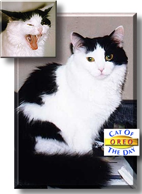 Oreo, the Cat of the Day