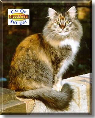 http://catoftheday.com/archive/1999/August/05.jpg