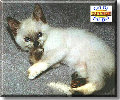 Dutchess, the Cat of the Day