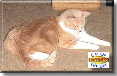 Happiness, the Cat of the Day