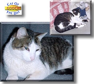 Gooch, the Cat of the Day