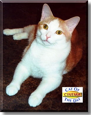 Cinema, the Cat of the Day