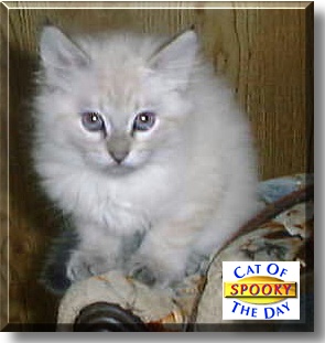 Spooky, the Cat of the Day