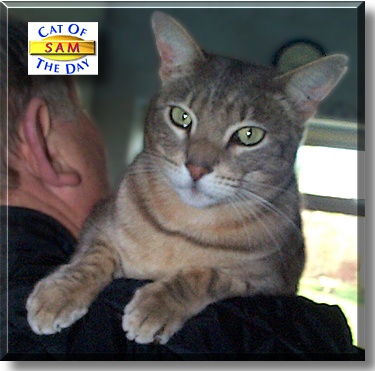 Sam, the Cat of the Day