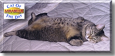 Mirabella, the Cat of the Day