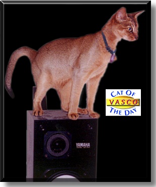 Vasco Pyjama, the Cat of the Day